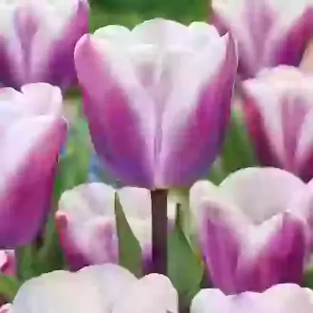 Librije